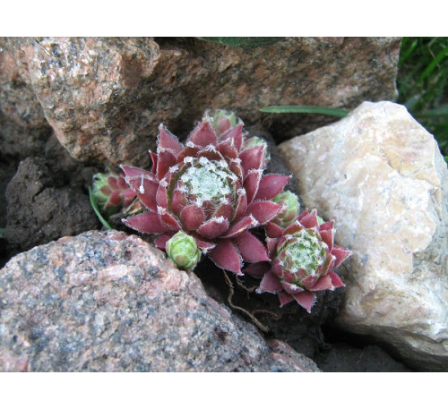 Молодило  Avalon  ( Sempervivum  pumilum ) 